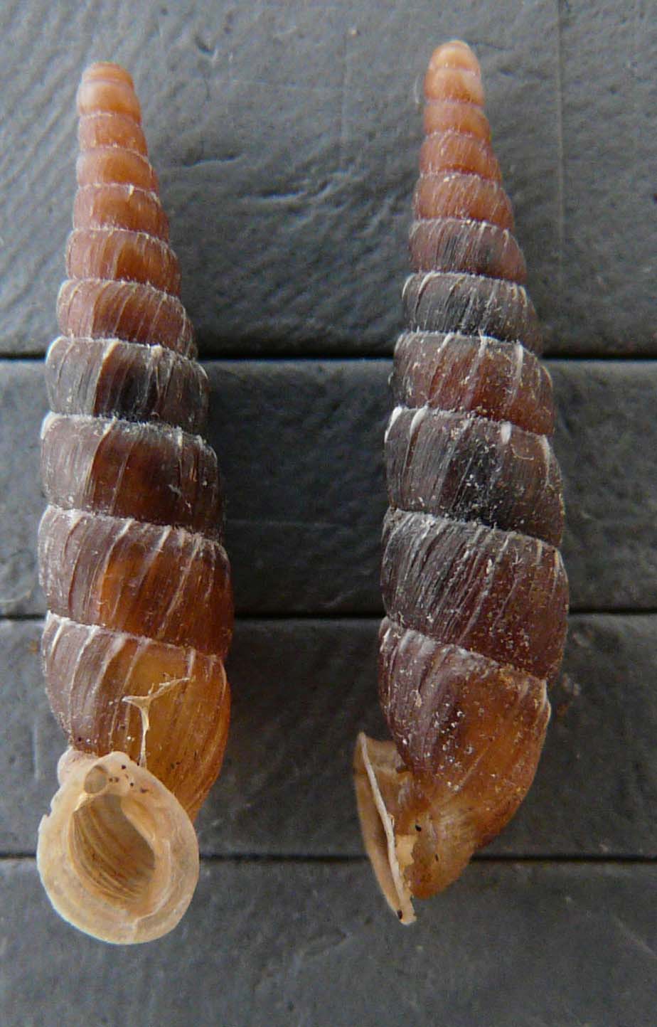 Charpentieria stentzii (ssp da definire)